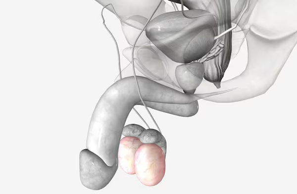 Scrotum and Testes
