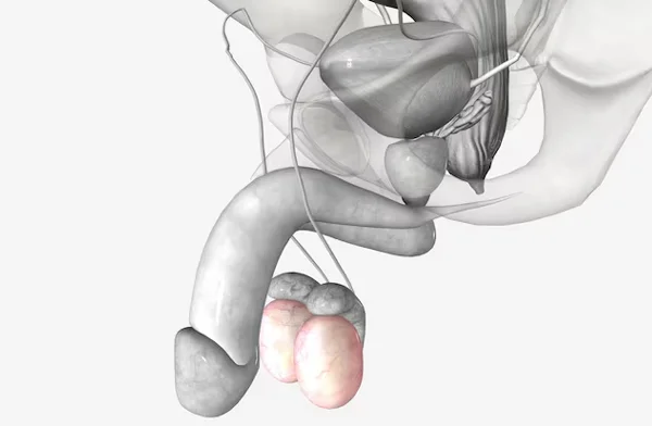 Scrotum and Testes